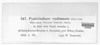 Fusicladium radiosum image